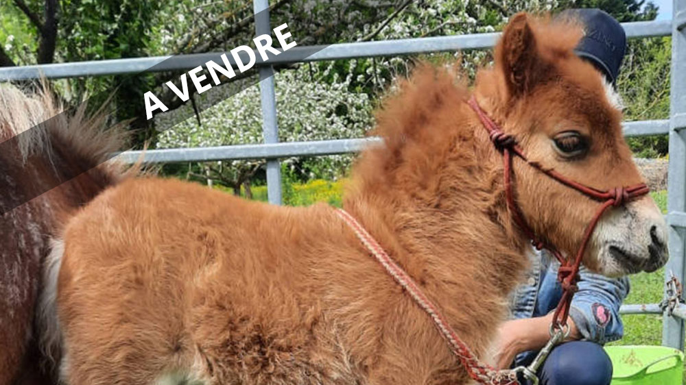 Perah d&rsquo;Equi-Larzac